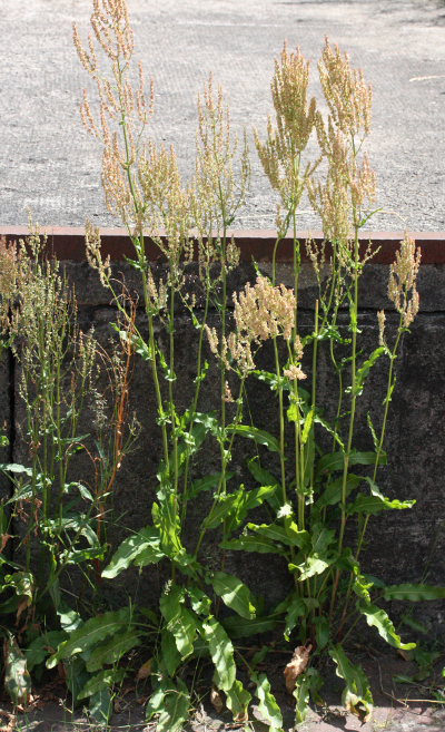 Rumex thyrsiflorus, Straußblütiger Ampfer