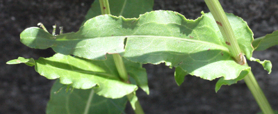 Rumex thyrsiflorus, Straußblütiger Ampfer, Blatt