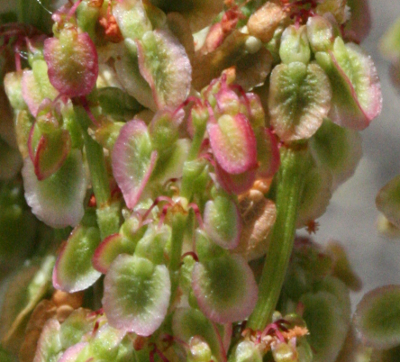 Rumex