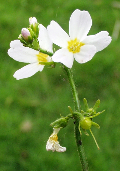 Hottonia palustris, Wasserfeder