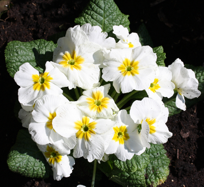 Primula spec., wei�e Gartenprimel