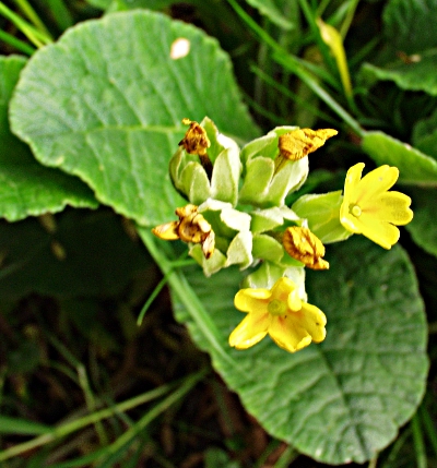 Primula veris, Echte Schl�sselblume