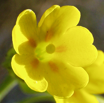 Primula veris, Echte Schlüsselblume, Blüte