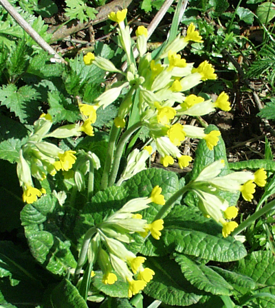 Primula veris, Echte Schlüsselblume, Habitus