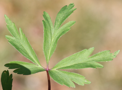 Anemone nemorosa, Busch-Windrschen, Blatt