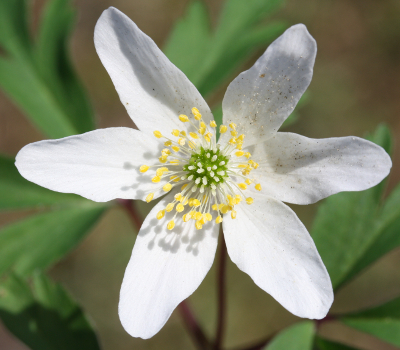 Anemone nemorosa, Busch-Windröschen, Blüte