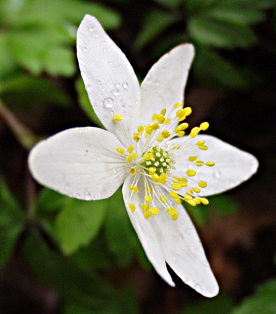 Anemone nemorosa, Busch-Windrschen, Blte