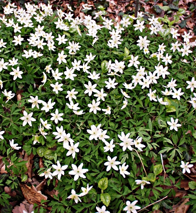 Anemone nemorosa, Busch-Windröschen