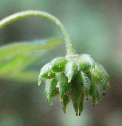 Anemone nemorosa, Busch-Windrschen, Fruchststand