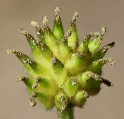 Anemone nemorosa, Busch-Windröschen, Fruchtstand
