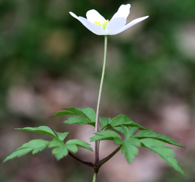 Anemone nemorosa, Busch-Windröschen, Habitus