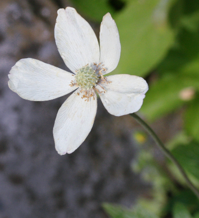 Anemone sylvestris, Großes Windröschen