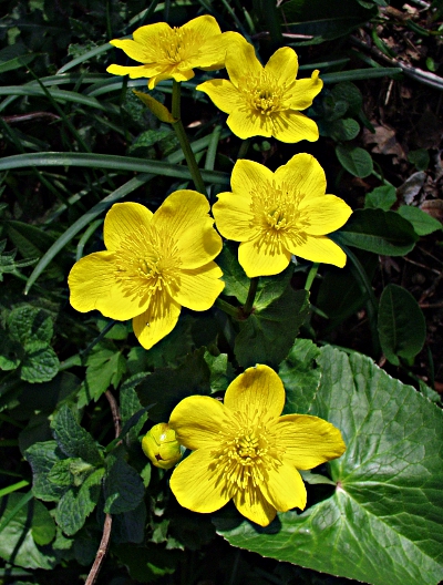 Caltha palustris, Sumpf-Dotterblume, Blüten