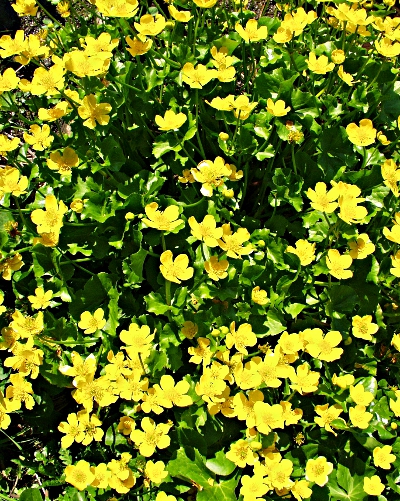 Caltha palustris, Sumpf-Dotterblume