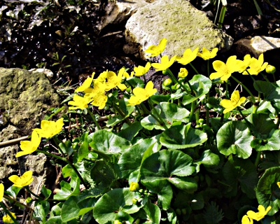 Caltha palustris, Sumpf-Dotterblume