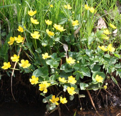 Caltha palustris, Sumpf-Dotterblume, Habitus
