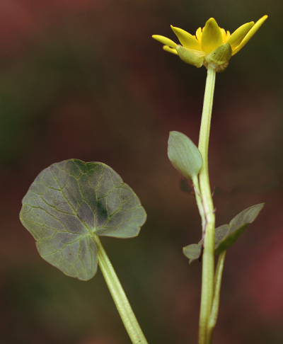Ficaria verna, Scharbockskraut