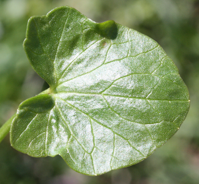 Ficaria verna, Scharbockskraut, Blatt