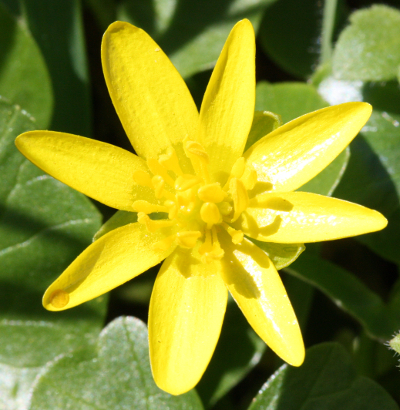 Ficaria verna, Scharbockskraut, Blüte