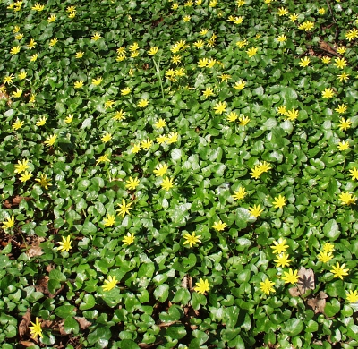 Ficaria verna, Scharbockskraut