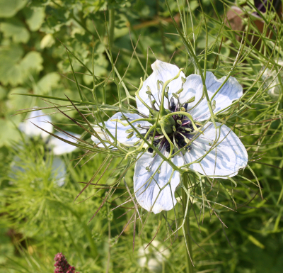 Nigella gallica, Jungfer im Grünen