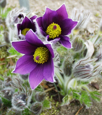 Pulsatilla vulgaris, Gewöhnliche Küchenschelle