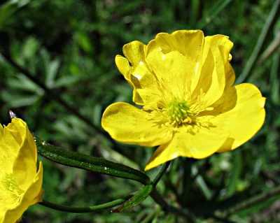 Ranunculus auricomus, Gold-Hahnenfuß, Blüte
