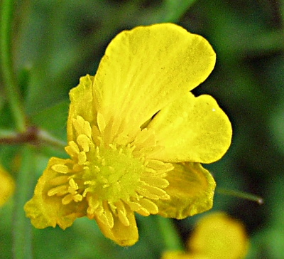Ranunculus auricomus, Gold-Hahnenfuß