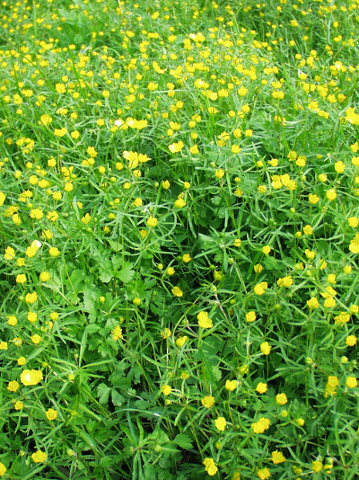 Ranunculus auricomus, Gold-Hahnenfuß, Massenvorkommen