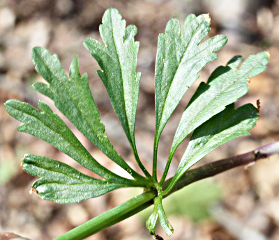 Ranunculus auricomus, Gold-Hahnenfuß, Stängelblatt
