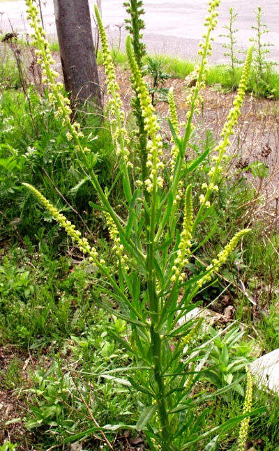 Reseda luteola, Färber-Wau