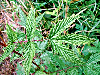 Filipendula ulmaria, Echtes Mdes, Blatt
