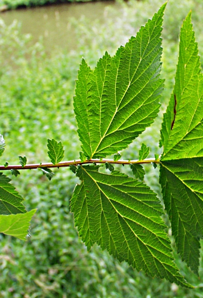 Filipendula ulmaria, Echtes Mdes, Blatt