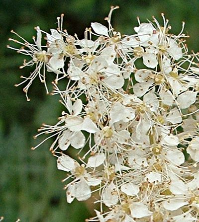 Filipendula ulmaria, Echtes Mädesüß, Blüten