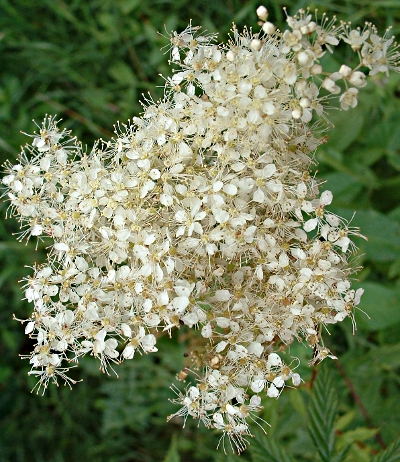 Filipendula ulmaria, Echtes Mdes, Bltenstand