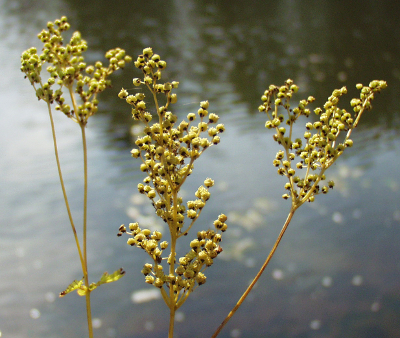 Filipendula ulmaria, Echtes Mdes, Fruchtstand
