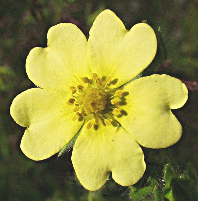 Potentilla recta, Hohes Fingerkraut, Blüte