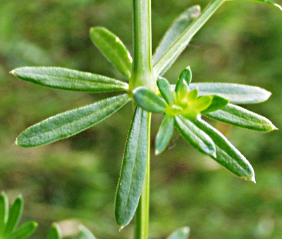Galium album, Wiesen-Labkraut, Bltter
