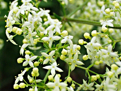 Galium album, Wiesen-Labkraut, Blten