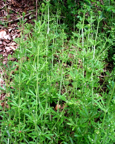 Galium aparine, Kletten-Labkraut