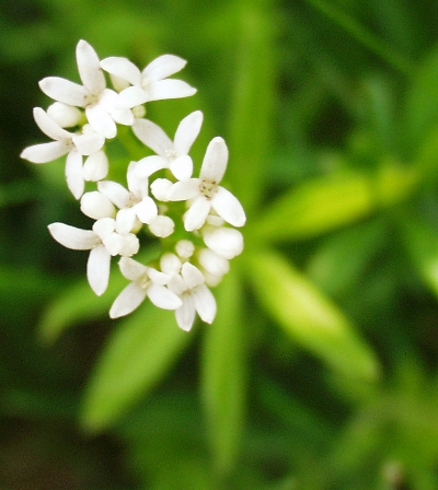 Galium odoratum, Waldmeister, Bl�ten