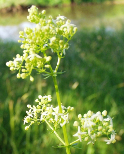 Wei�es Labkraut, Bl�tenstand
