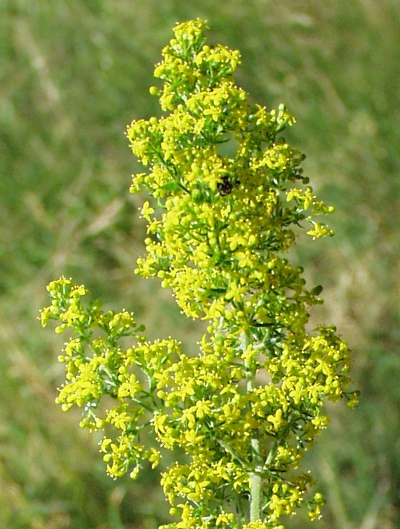Galium verum, Echtes labkraut, Blütenstand