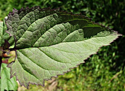 Scrophularia nodosa, Scrophularia nodosa, Blatt