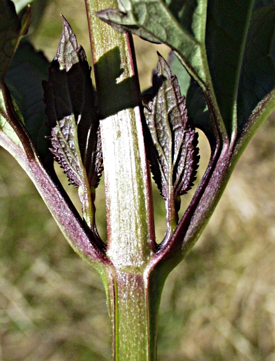 Scrophularia nododa, Knotige Braunwurz, Stängel