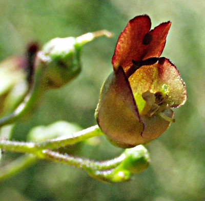 Scrophularia nodosa, Scrophularia nodosa, Bl�te