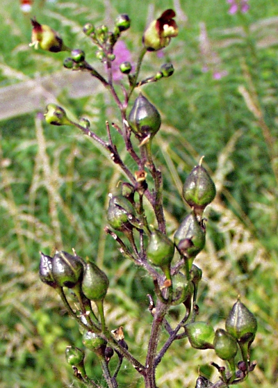Scrophularia nodosa, Knotige Braunwurz, Früchte