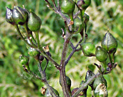 Scrophularia nodosa, Knotrige Braunwurz, Fr�chte