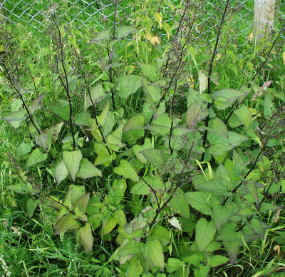 Scrophularia nodosa, Knotrige Braunwurz, Habitus