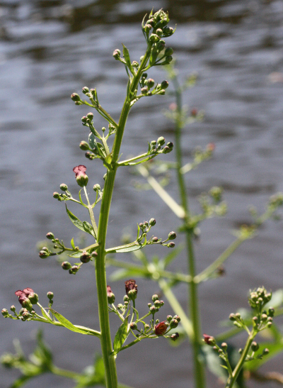Scrophularia umbrosa, Geflügelte Braunwurz